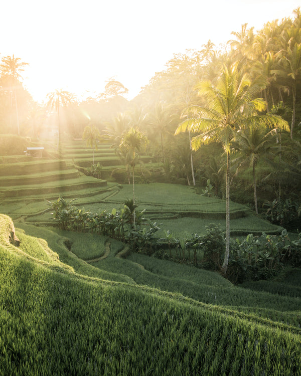 Our Sustainability